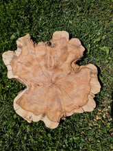 Load image into Gallery viewer, Yew Cookie/Log slice - 440mm x 440mm (ID: YEW047)