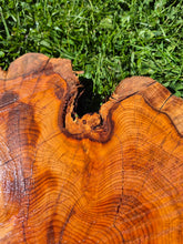 Load image into Gallery viewer, Yew Cookie/Log slice - 440mm x 440mm (ID: YEW047)