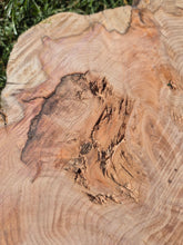 Load image into Gallery viewer, Yew Cookie/Log slice - 430mm x 430mm (ID: YEW043)