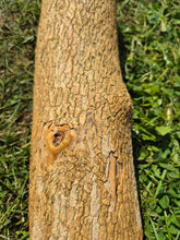 Load image into Gallery viewer, Boxwood Log - 310mm x 90mm (ID: BOX012)