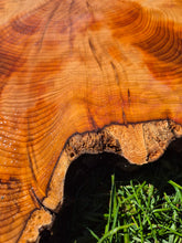 Load image into Gallery viewer, Yew Cookie/Log slice - 430mm x 430mm (ID: YEW045)