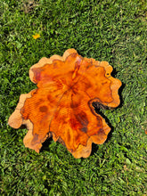 Load image into Gallery viewer, Yew Cookie/Log slice - 440mm x 440mm (ID: YEW047)