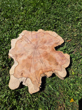 Load image into Gallery viewer, Yew Cookie/Log slice - 430mm x 430mm (ID: YEW045)