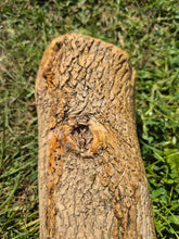 Load image into Gallery viewer, Boxwood Log - 310mm x 90mm (ID: BOX012)