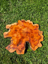 Load image into Gallery viewer, Yew Cookie/Log slice - 450mm x 450mm (ID: YEW046)