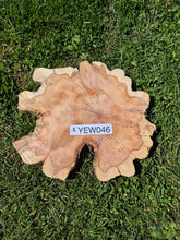 Load image into Gallery viewer, Yew Cookie/Log slice - 450mm x 450mm (ID: YEW046)