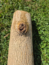 Load image into Gallery viewer, Boxwood Log - 300mm x 100mm (ID: BOX013)