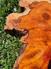 Load image into Gallery viewer, Yew Cookie/Log slice - 440mm x 440mm (ID: YEW047)