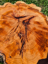 Load image into Gallery viewer, Yew Cookie/Log slice - 490mm x 490mm (ID: YEW044)