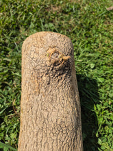 Load image into Gallery viewer, Boxwood Log - 300mm x 100mm (ID: BOX013)