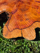Load image into Gallery viewer, Yew Cookie/Log slice - 450mm x 450mm (ID: YEW046)