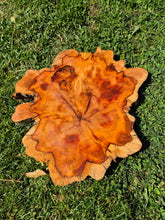 Load image into Gallery viewer, Yew Cookie/Log slice - 430mm x 430mm (ID: YEW043)
