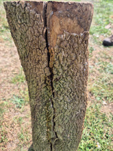 Load image into Gallery viewer, Boxwood Log - 470mm x 140mm (ID: BOX011)