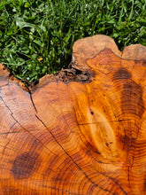 Load image into Gallery viewer, Yew Cookie/Log slice - 440mm x 440mm (ID: YEW047)