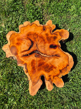 Load image into Gallery viewer, Yew Cookie/Log slice - 490mm x 490mm (ID: YEW044)