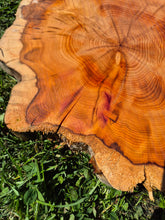 Load image into Gallery viewer, Yew Cookie/Log slice - 430mm x 430mm (ID: YEW045)